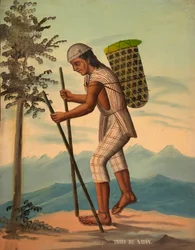Indio Saparo