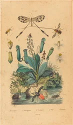 Insects and Flowers