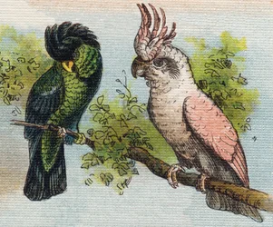 Kakatoes (Engraving in "Alphabet de ma petite fille")