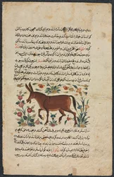 Khar Ass, from a Nuzhat-nama-yi alai Excellent Book of Counsel
