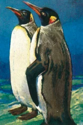 King penguins, c1928