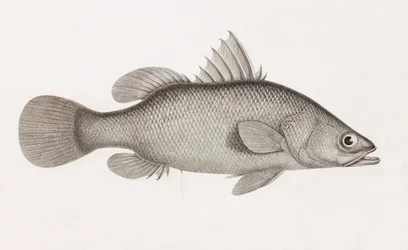The Perch Latous