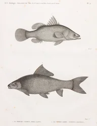 Latous Perch and Lebis Cyprinid