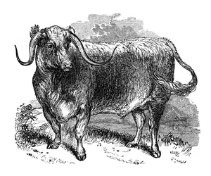 Lancashire ox, specimen of the long horned breeds, 1848