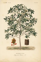 Lilytree or Yulan magnolia