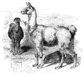 Llamas