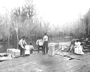 Loading Oranges on the Ocklawaha River, Florida, USA