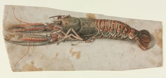 Lobster, 1600s