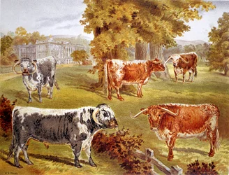 Longhorn Cattle Owned by Sir John Harpur-Crewe, Calke Abbey, 1885