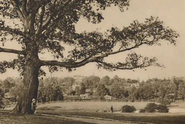 Looking from the Green Slopes of Caen Wood Towards the Church Spire of Old Highgate (c. 1935)