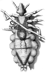 Louse Clinging to a Human Hair