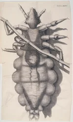 Louse clinging to a human hair in Hooke