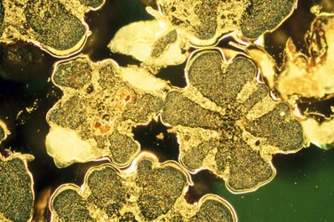 LM Titanium oxide beads
