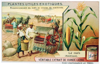 Maize, c1900