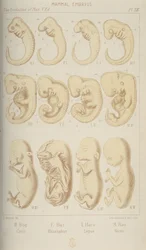 Mammal Embryos