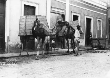 Man with camels, Las Palmas, Gran Canaria, Canary Islands, Spain
