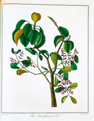 Manchineel Tree Hippomane Mancinella or Poison Guava
