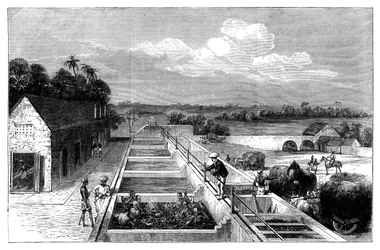 Manufacturing indigo in Tirhoot Muzaffarpur, Lower Bengal, 1869