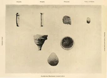 Marine Organisms, Magnification 1 12