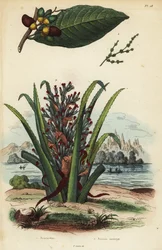 Marking nut, Semecarpus anacardium and penguin or pinuela fruit, Bromelia pinguin