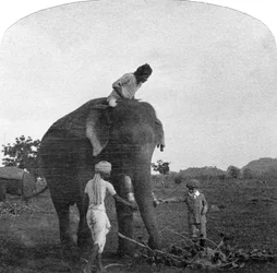 Master Ekbal Feeding an Elephant, India