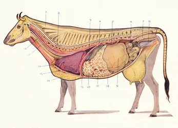 Median section of a cow, showing principal organs of digestion, etc