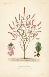 Mezereon or spurge laurel