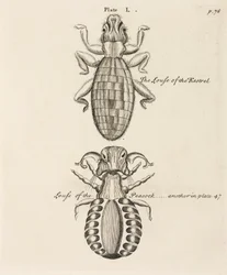 Microscopy