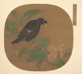 Minah Bird on a Loquat Branch