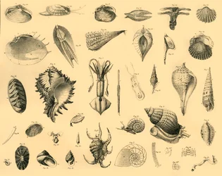 Mollusca