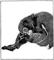 Monkey