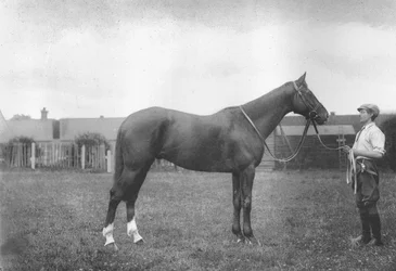 Mount Prospects Fortune