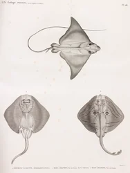 Cowfish & Banded Ray