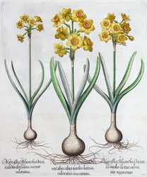 Narcissus