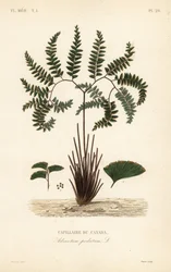 Northern maidenhair fern or five-fingered fern