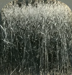 Oats Growing, Pennsylvania, USA