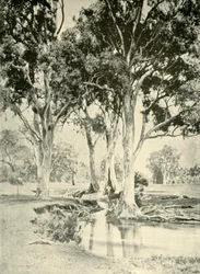Old Gums, Mt. Crawford, South Australia