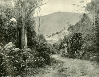 On the Illawarra Road, N.S.W., 1901