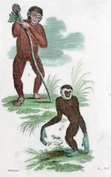 Orangutan and Gibbon, 1822