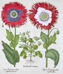 Ornamental Poppies