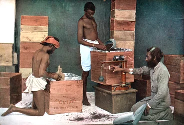Packing and weighing tea for export on a Ceylon Sri Lanka estate, 1905