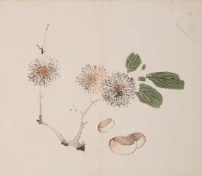 Page from Shi Zhu Zhai