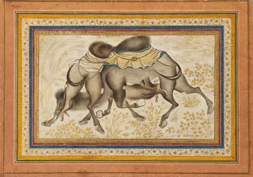 Page from a dispersed muraqqa‘, or album, depicting two camels fighting, painting c1675