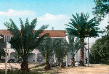 Palm trees, Hammam Meskoutine, Algeria