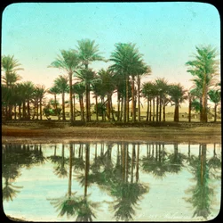 Palm trees reflected in water, India, late 19th or early 20th century