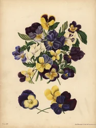 Pansies, Pensees, or Heart