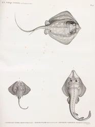Lymme Stingray