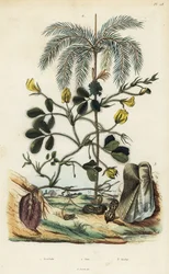 Peanut or groundnut plant, Arachis hypogaea, areca nut palm, Areca catechu, and bivalve mollusc Arca semi-torta, Trisidos semitorta