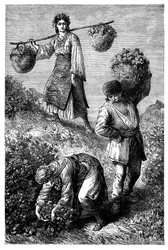 Peasants gathering roses in Roumelia, c1890