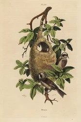Penduline Tit and Nest